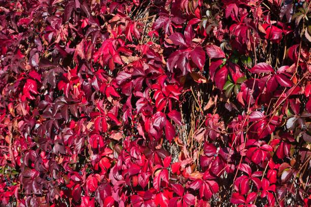 istock red autumn leaves, melancholic autumn, vineyard. 1449581635