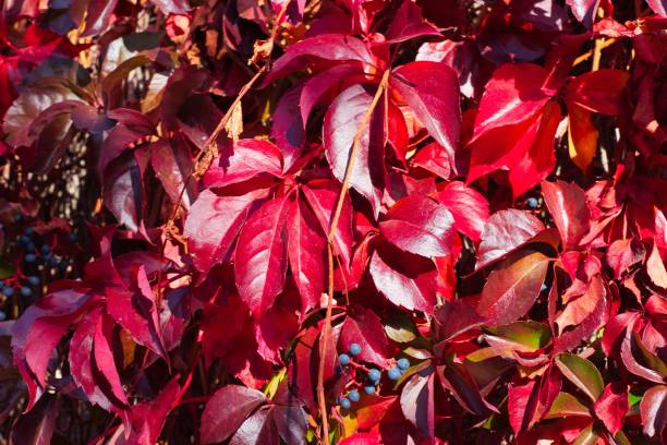 istock melancholic red and yellow autumn leaves 1449581649