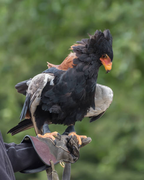istock Bateleur, Terathopius ecaudatus on the falconers hand 1449581880