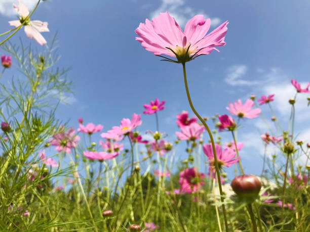 istock Pink Blooming Cosmos Flowers on a Blue Sky Background 1449581946