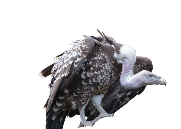 istock Rueppell's vulture, Rueppell's griffon vulture. Isolated 1449581992