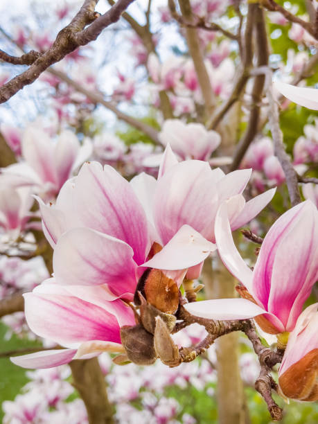 istock Pink magnolia tree on a blue sky background 1449582126
