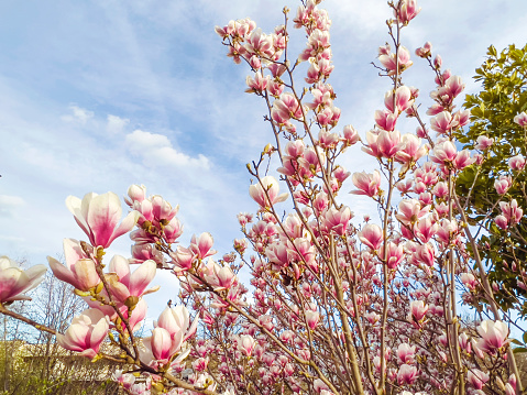 Beautiful blooming pink magnolia tree on a blue sky background