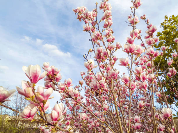 розовое дерево магнолии на фоне голубого неба - spring magnolia flower sky стоковые фото и изображения