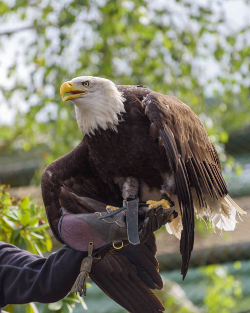 istock The bald eagle, Haliaeetus leucocephalus on the falconers hand 1449582208