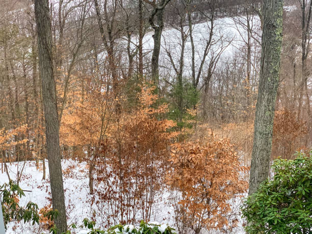 istock View of a winter landscape 1449582579