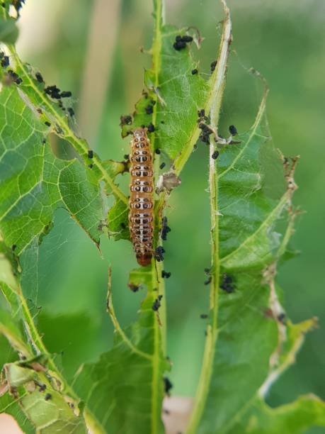 istock Leaf webber larvae injure on mulberry leaf in Viet Nam. 1449583421