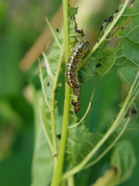 istock Leaf webber larvae injure on mulberry leaf in Viet Nam. 1449583428