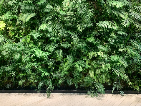 Green wall. Interior living wall with plants: Chamaedorea elegans, Epipremnum aureum, Dracaena fragrans, Goeppertia makoyana, Asplenium ruta-muraria