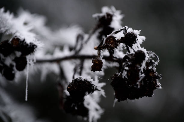 istock Incredible hoar frost icicles on a blackberry bush 1449583605