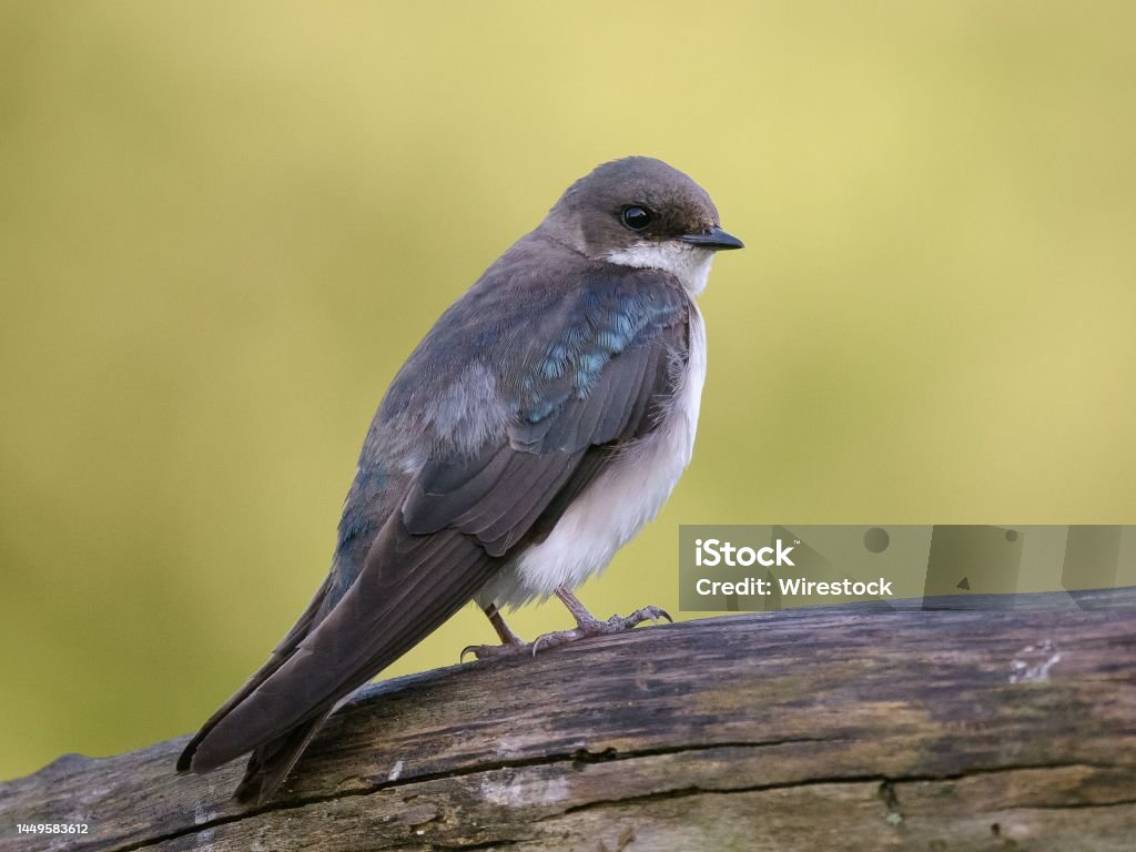 Perched Tree Swallow A perched Tree Swallow portrait Animal Stock Photo
