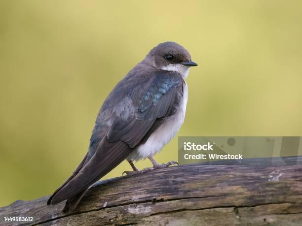 Perched Tree Swallow Stock Photo - Download Image Now - Animal, Animal Wildlife, Beauty