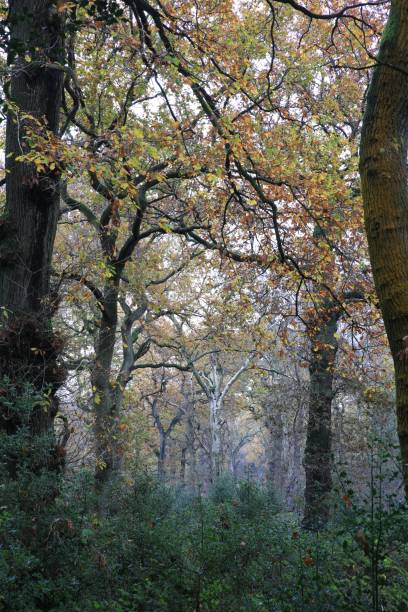 istock Vertical of a moody dense green forest in Sutton park, Birmingham, UK 1449583959