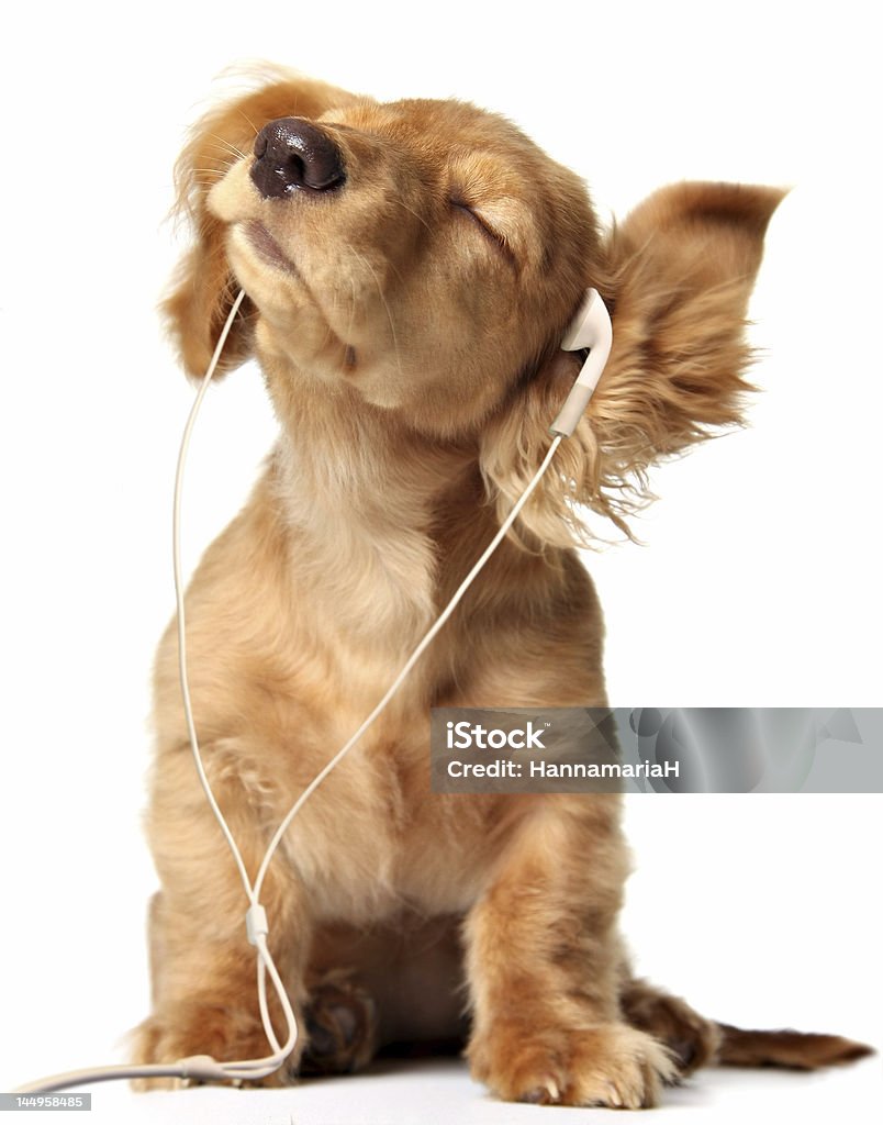 Groovin puppy Young puppy listening to music on earphones.  Dog Stock Photo