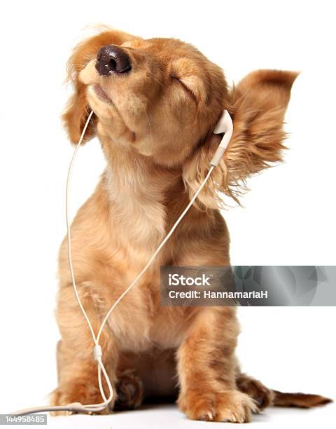 Foto de O Groovin Cachorrinho e mais fotos de stock de Cão - Cão, Música, Fone de Ouvido - Equipamento de som
