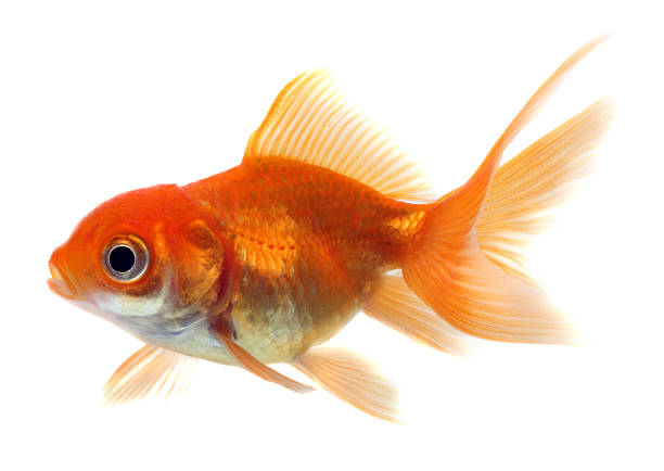 istock Goldfish in front of a white background 144958499