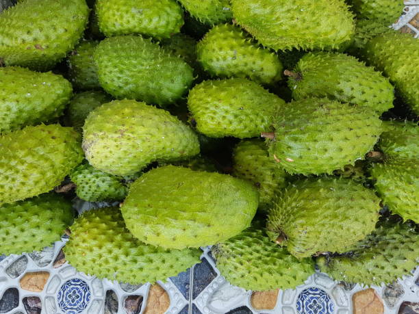 Soursop (also called graviola, guyabano, and in Hispanic America, guanábana) Soursop (also called graviola, guyabano, and in Hispanic America, guanábana) annona muricata stock pictures, royalty-free photos & images