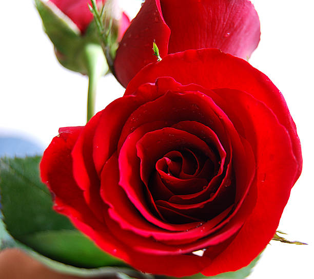 Red Rose 1 stock photo