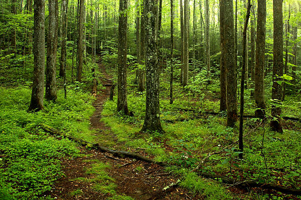 istock A woodland path going through the green forest 144958598