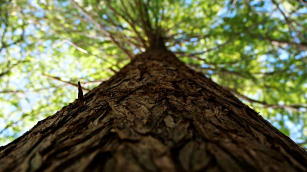istock Low angle shot of a tree log against green branches on a sunny day 1449586285