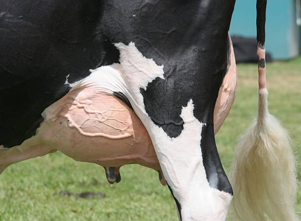 Holstein Friesian vacas ubre - foto de stock