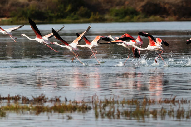 istock Flamingos in Portugal 1449586462