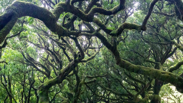 istock Fanal forest in Madeira 1449586492