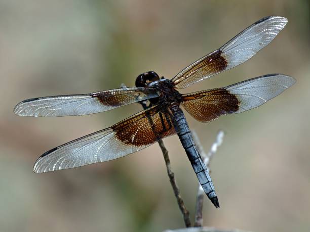 istock Macro shot of a dragonfly perched on a tree branch 1449586559