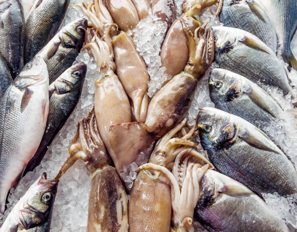 istock Splendid Squid on  fresh seafood market 1449586885