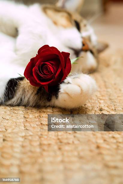 Gatto Di San Valentino - Fotografie stock e altre immagini di Dormire - Dormire, Fiore, Gatto domestico