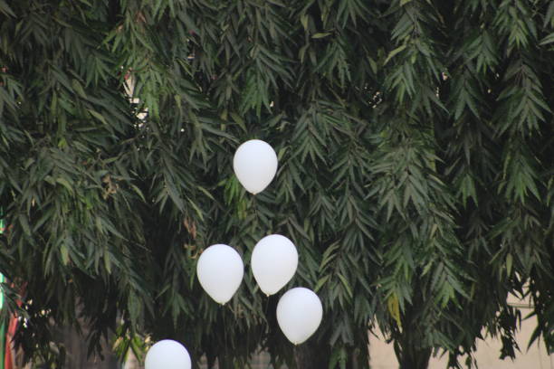 White balloons against green foliage