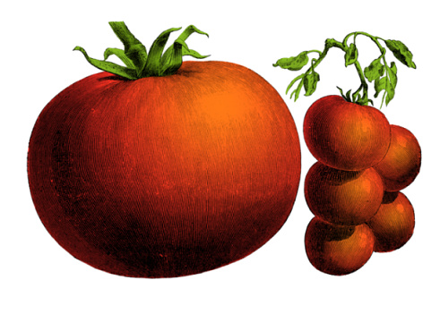 Vegetables plants antique engraving color illustration: Tomato