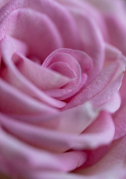 istock Macro of a pink rose flower 1449588152