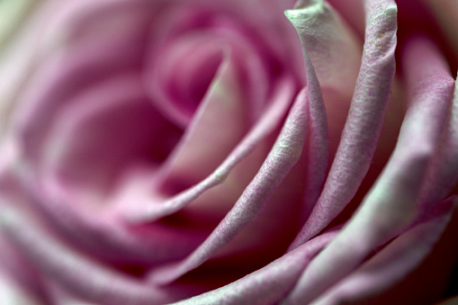 Macro of a pink rose flower.