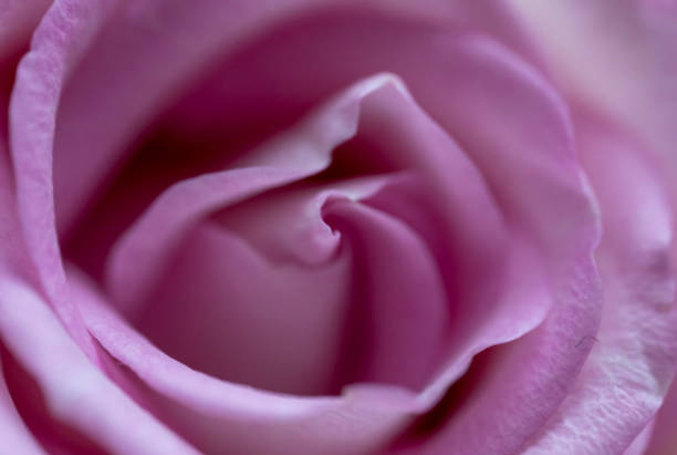 Macro of a pink rose flower.