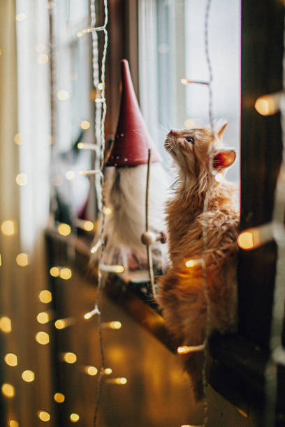 istock ginger kitten on the window with Christmas decorations 1449588882