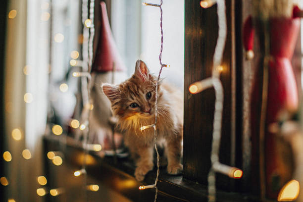 imbirowy kotek na oknie z ozdobami świątecznymi - christmas window magic house zdjęcia i obrazy z banku zdjęć