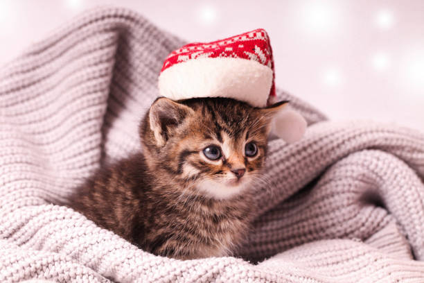 istock Little tabby kitten in Christmas hat 1449589025