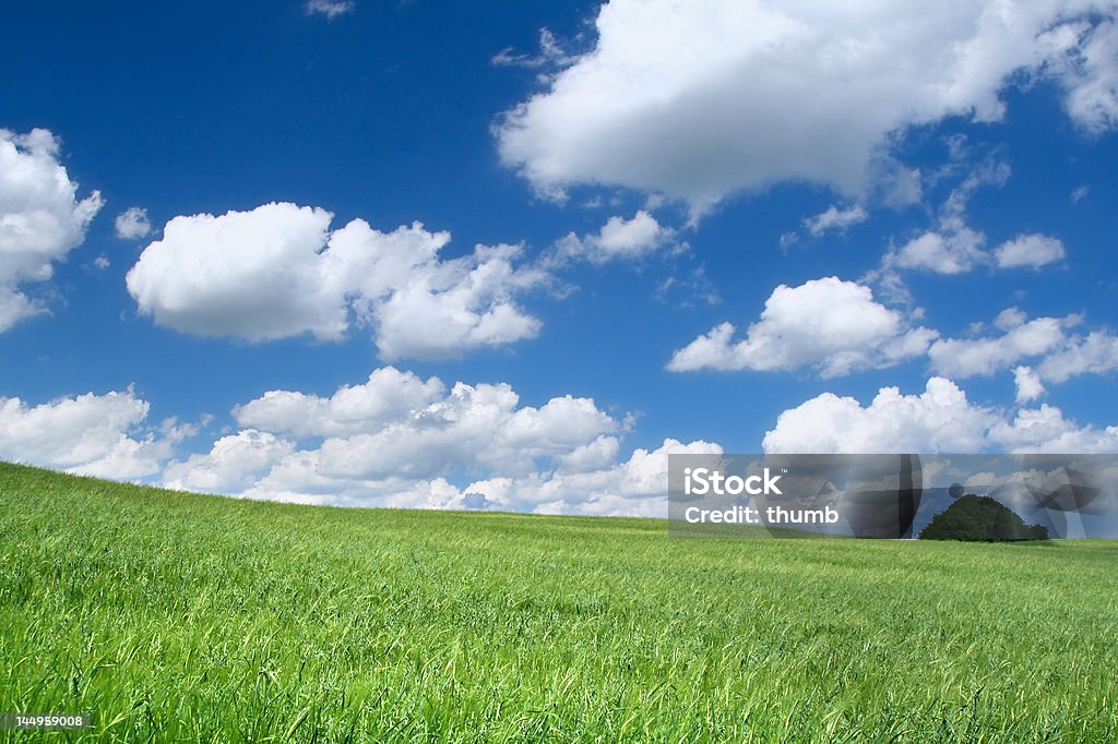 summer field summer field with cumulus clouds, focus set in foreground Blade of Grass Stock Photo