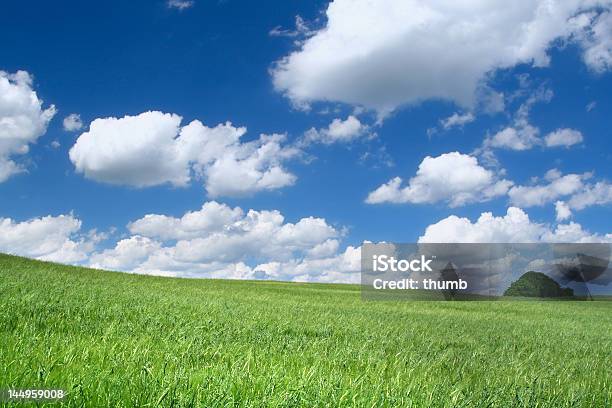 Summer Field Stock Photo - Download Image Now - Blade of Grass, Grass Area, Landscape - Scenery
