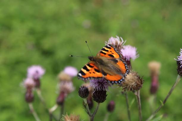 istock Small tortoiseshell butterfly on thistle flowers. 1449590669