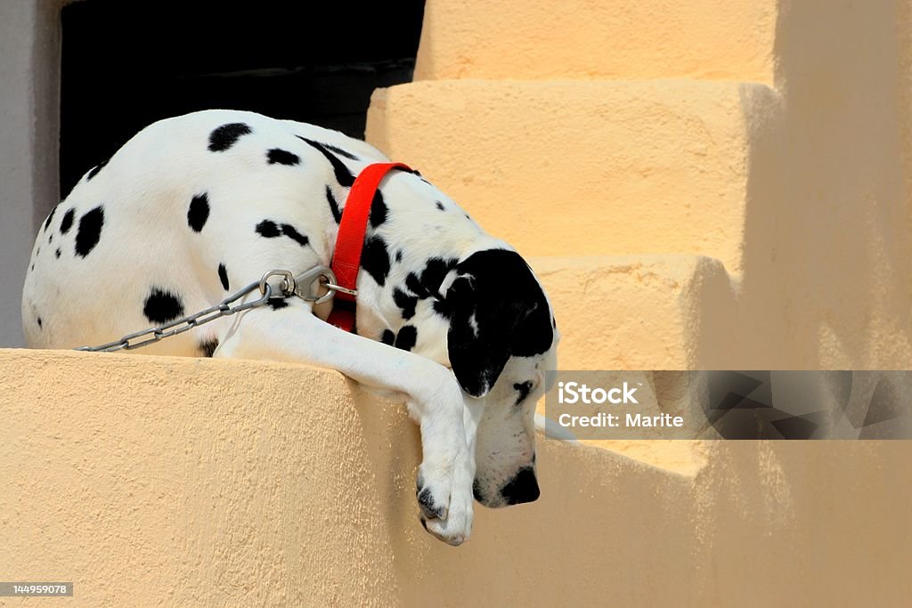 Dalmatian With A Red Collar Stock Photo - Download Image Now - Dalmatian Dog, Dark, Animal - iStock Dalmatian With A Red Collar Stock Photo - Download Image Now - Dalmatian Dog, Dark, Animal - iStock