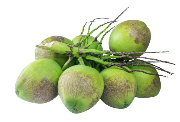 istock coconut bunch, coconut young, green coconut, summer fruit 1449590886