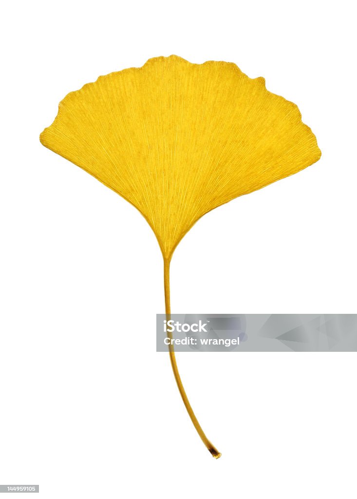 Jaune Ginkgo feuilles isolé sur blanc - Photo de Ginkgo biloba libre de droits