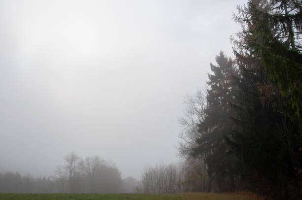 istock foggy morning in autumn forest 1449591177