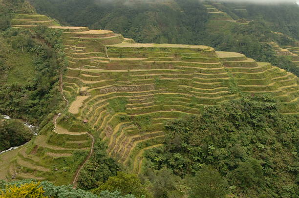 istock Riceterraces in the Philippines 144959193