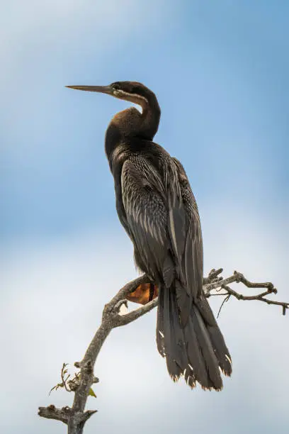 African darter on branch with clouds behind