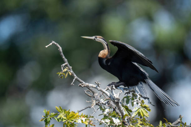 istock African darter on leafy branch lifting wings 1449593183