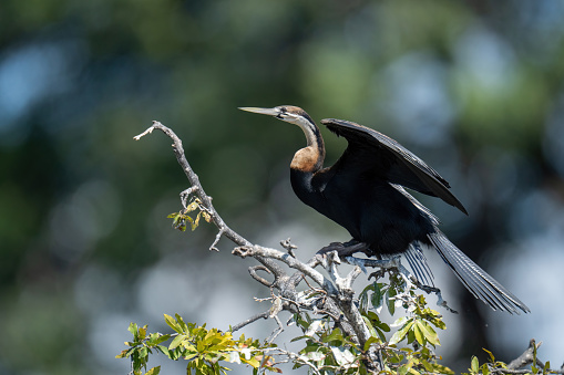 African darter on leafy branch lifting wings