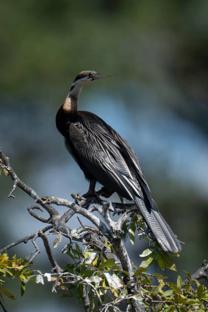istock African darter on leafy branch turning head 1449593184